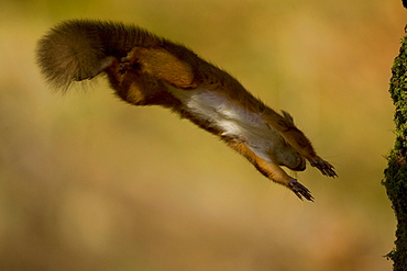 Red Squirrel (Sciurus vulgaris) leaping through the air, just about to land on branch, underside of animal shown. Loch Awe, nr Oban, Scotland, UK