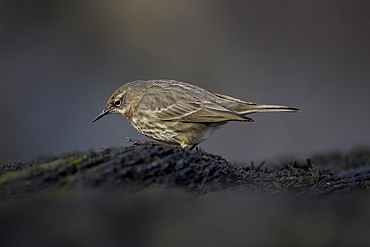 Rock Pipit (Anthus petrosus) looking for grubs in rocks. Argyll and the Islands, Scotland, UK