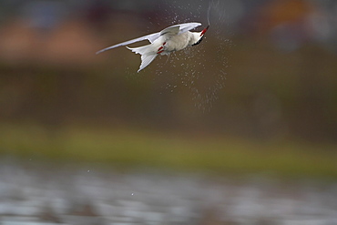 Common Tern (Sterna hirundo) shaking water off wings in mid air after diving for fish. Oban, Argyll, Scotland, UK