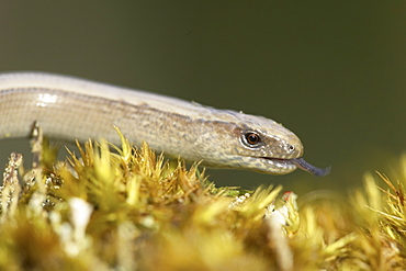 Slow Worm (Anguis fragilis) amongst moss on a rock, with forked tongue flicking out. Argyll, Scotland, UK