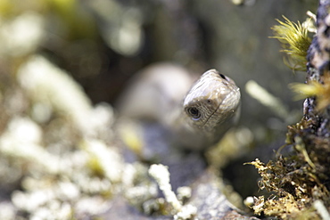 Slow Worm (Anguis fragilis) on a rock. Argyll, Scotland, UK