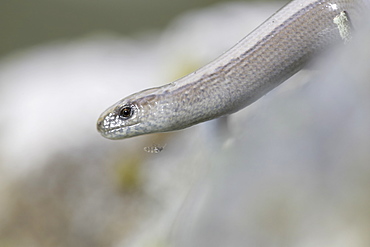 Slow Worm (Anguis fragilis) on a rock, with midge flying off neck. Argyll, Scotland, UK