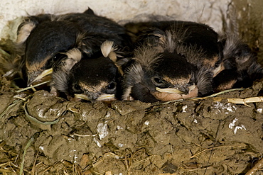 Swallow (Hirundo rustica) chicks in nestSwallow (Hirundo rustica) chicks in nest. Loch Awe, nr Oban, Scotland, UK