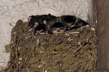 Swallow (Hirundo rustica) chicks in nestSwallow (Hirundo rustica) chicks in nest. Loch Awe, nr Oban, Scotland, UK