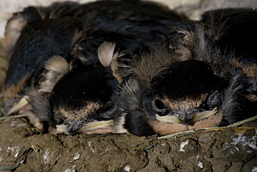 Swallow (Hirundo rustica) chicks in nestSwallow (Hirundo rustica) chicks in nest. Loch Awe, nr Oban, Scotland, UK