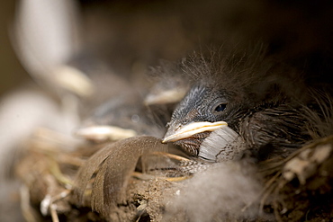 Swallow (Hirundo rustica) chicks in nestSwallow (Hirundo rustica) chicks in nest. Loch Awe, nr Oban, Scotland, UK