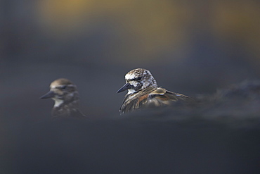 Turnstone (Arenaria interpres) pair headshot body hidden by out of focus rocks. Argyll , Scotland, UK