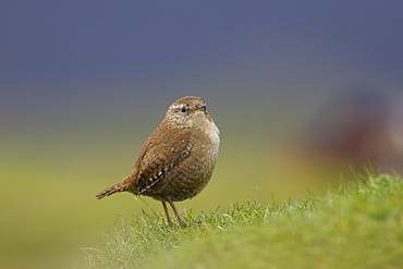 Wren (Troglodytes troglodytes) standing on a coastal grassy knoll. Argyll and the Islands, Scotland, UK