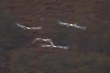 Whooper Swan (Cygnus cygnus) on an early morning flight, slow shutter speed capturing a circular flight around the valley floor. Shot shows valley walls in the background , Scotland