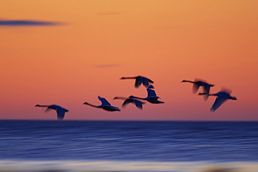 Mute Swan (Cygnus olor) flying silhouetted against sunrise information, slow shutter speed Angus Scotland, UK