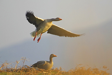 Greylag Goose (Anser anser) just after take off with another just about to take off. Argyll, Scotland, UK   (rr) 