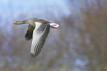 Greylag Goose (Anser anser) flying over field just after taking of. Slow shutter speed. Argyll, Scotland, UK