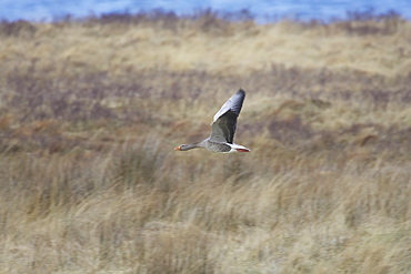 Greylag Goose (Anser anser) flying over field just after taking off.  Argyll, Scotland, UK