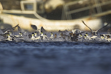 Eider duck (Somateria mollissima), male and female. Raft takes flight as it nears a moored boat.