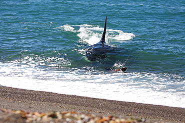 Mel, the Killer Whale or Orca (Orcinus orca) narrowly misses out on a South American Sea Lion (Otaria flavescens) that it was hunting, in Patagonia. Of the 18 only 7 have mastered the stranding behaviour whereby the Orca enters the shallow surf to feed on Sea Lion pups. Distinctive by his 2 metre dorsal fin, Mel is an expert hunter who feeds on Sea Lion pups before taking them back to his pod. This lucky Sea Lion however managed to escape the hunter's attentions.