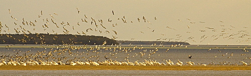 Pelican Strand, Elecanus erythrorhynchos; White Pelican; Pelican; Everglades, Florida