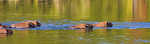 Swimming Buffalos in the Yellowstone River, Bos bison; American Buffalo; American Bison; Swimming The Yellowstone River; Yellowstone National Park; Wyoming