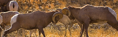 Big Horn Rams butting heads in the rut, Ovis canadensis; Big Horn Sheep; Big Horn Rams Butting Heads; Big Horn Rams in the rut