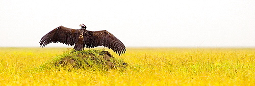 Necrosyrtes monachus; Hooded Vulture; Hooded Vulture Basking; Serengeti; Tanzania; Africa