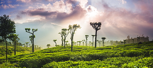 Sunrise over tea plantations and mountains, Haputale, Sri Lanka Hill Country, Central Highlands, Sri Lanka, Asia