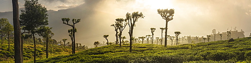 Sunrise over tea plantations, Haputale, Sri Lanka Hill Country, Sri Lanka, Asia 