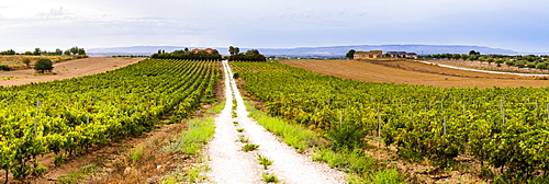 Vineyard at a winery near Noto, South East Sicily, Italy, Europe 