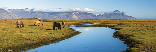 Icelandic horses with Vestrahorn behind, Iceland, Polar Regions