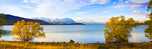 Panorama of autumn trees at Lake Tekapo, Canterbury, Southern Lakes, South Island, New Zealand, Pacific