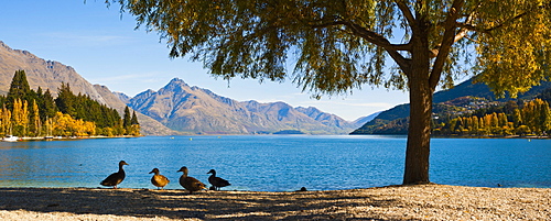 Autumnal Lake Wakatipu at Queenstown, Otago, South Island, New Zealand, Pacific 