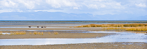 Birds and mountains at Farewell Spit, Golden Bay, Tasman Region, South Island, New Zealand, Pacific 