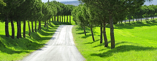 Panorama of alley of pine trees, Val dÂ¥Orcia, UNESCO World Heritage Site Val dÂ¥Orcia, Tuscany, Italy