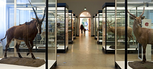 Senckenberg-Museum, view into the large mammal hall, Frankfurt am Main, Hesse, Germany, Europe