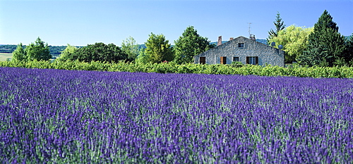 Lavender field and country house in the sunlight, Alpes de Haute Provence, Provence, France, Europe