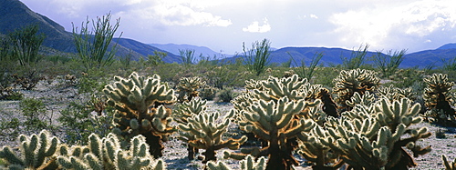 Teddybear Cholla, Anza-Borrego Desert State Park, California, USA