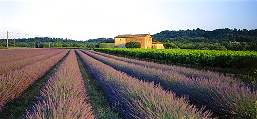 Field lavender, Luberon-Mountains, Vaucluse, Provence, France, Europe