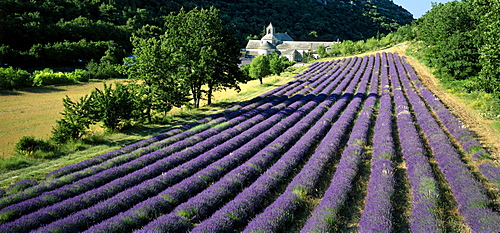 Lavender field, Abbaye de SÃˆnanque, Cistercian Abbey, near Gordes, Vaucluse, Provence, France, Europe