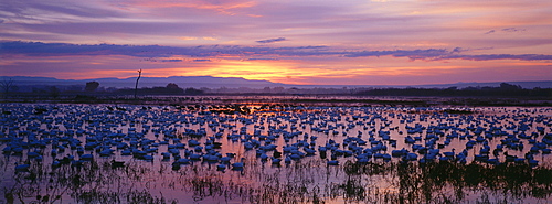 Snow geese at their winter quarters at dusk, Bosque del Apache, New Mexico, USA