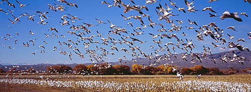 Snow geese at their winter quarters in Bosque del Apache, New Mexico, USA