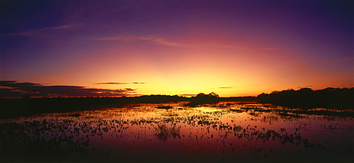 Flooding during the rainy season at sunrise, Pantanal Mato Grosso, Brasil, Ameriaa