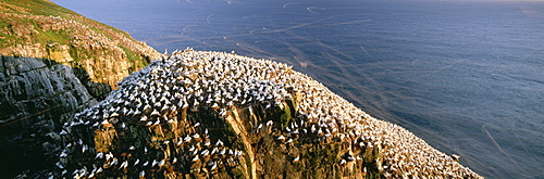 Seabird Ecological Reserve, Cape St. Mary's, Newfoundland.