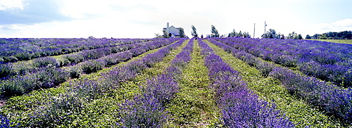 Certified Organic English "Lady" Lavender (Lavandula angustifolia) Fields, Stanstead, Fitch Bay, Quebec