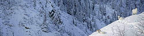 Dall Sheep (Ovis montana) Sheep Mountain, Kluane National Park, Yukon