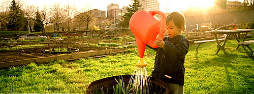 Toddler playing at a Municipal Community Gardens with a Watering Can, Montreal, Quebec