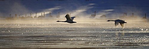 Trumpeter Swan silhouetted in flight near Swan Haven, Yukon Territory