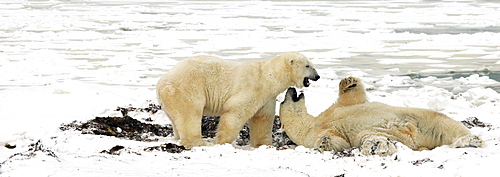 Polar bears sparring, Churchill, Manitoba