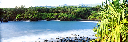 Hawaii, Maui, Hana, Waianapanapa State Park, Lush green foliage and frothy ocean on lava rocks.