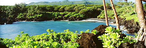 Hawaii, Maui, Hana, Waianapanapa State Park, Black sand beach and lush greenery.