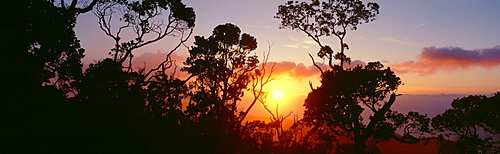 Hawaii, Kauai, Kalalau Valley, lehua trees silhouetted at sunset, pink orange clouds, golden sunball.