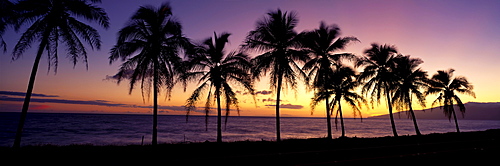 Hawaii, Maui, Dramatic sunset silhouette palm trees lined along beach, panoramic 