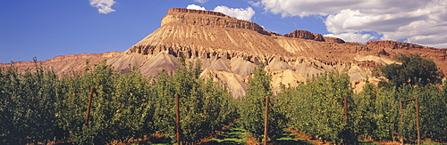 Trellised ripening Gala apple tree orchard in late summer, classic Colorado red mesa and partly cloudy skies in the background, Grand Junction, Colorado, United States of America